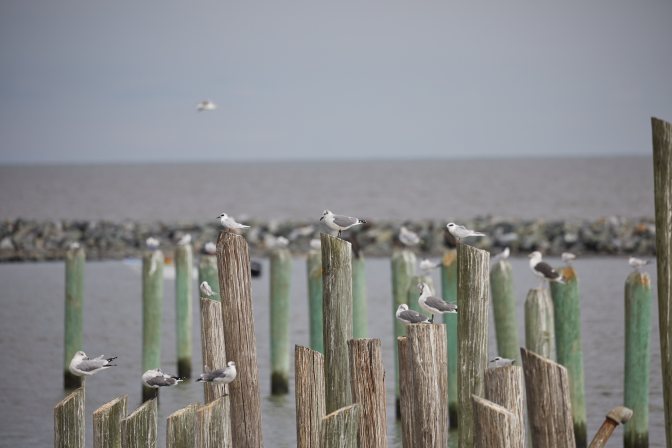 Seagulls on wooden pilings. 