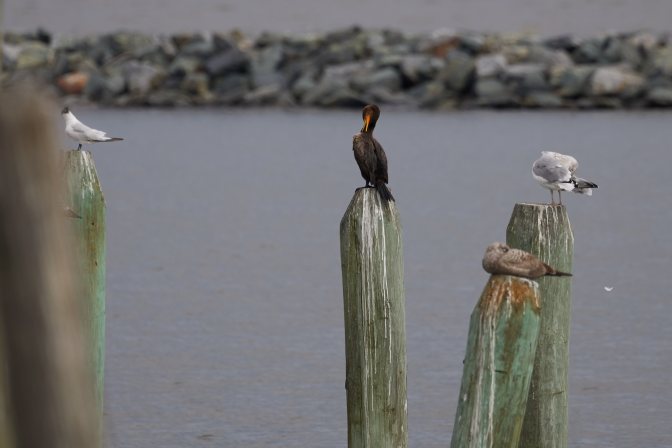 Cormorant cleaning itself while sitting on top of piling. 