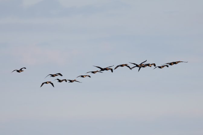 Flock of cormorants in sky. 