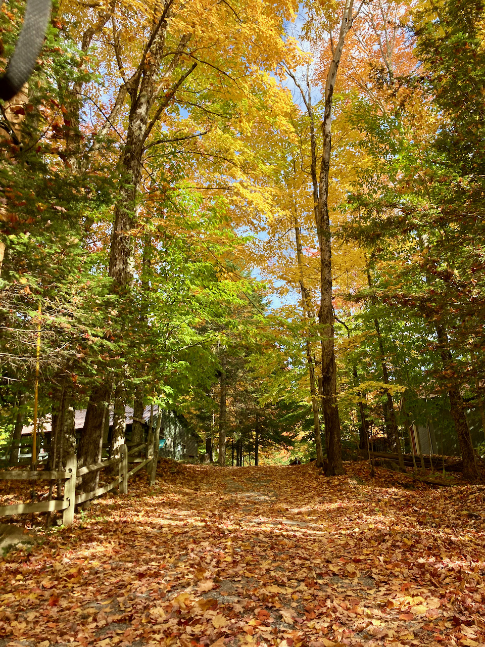 Path, covered in fallen leaves, with trees with colorful leaves alongside trail.