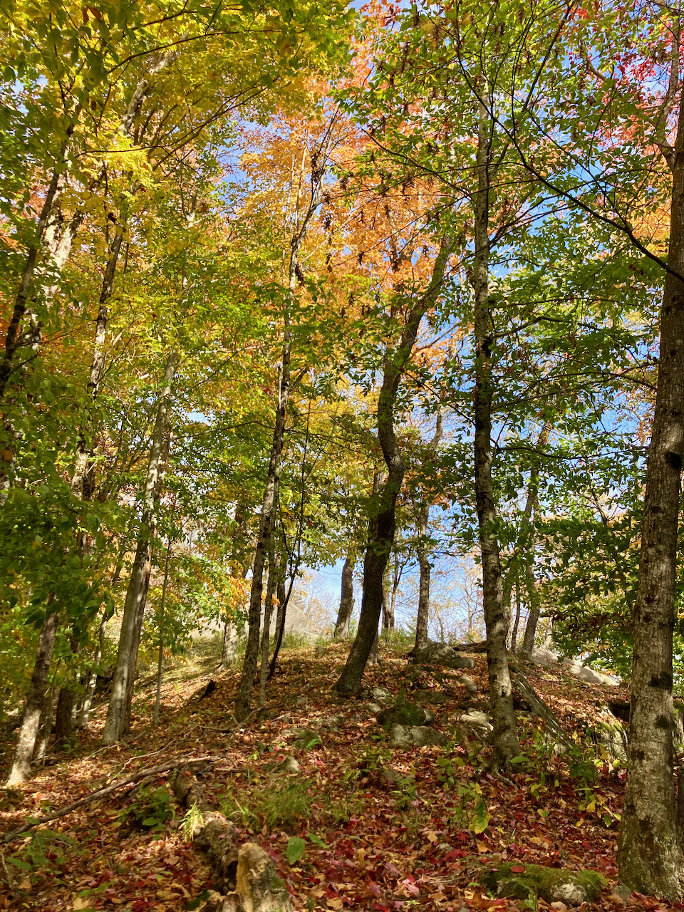 Tree-lined path nearing top of Eagle Cliff.