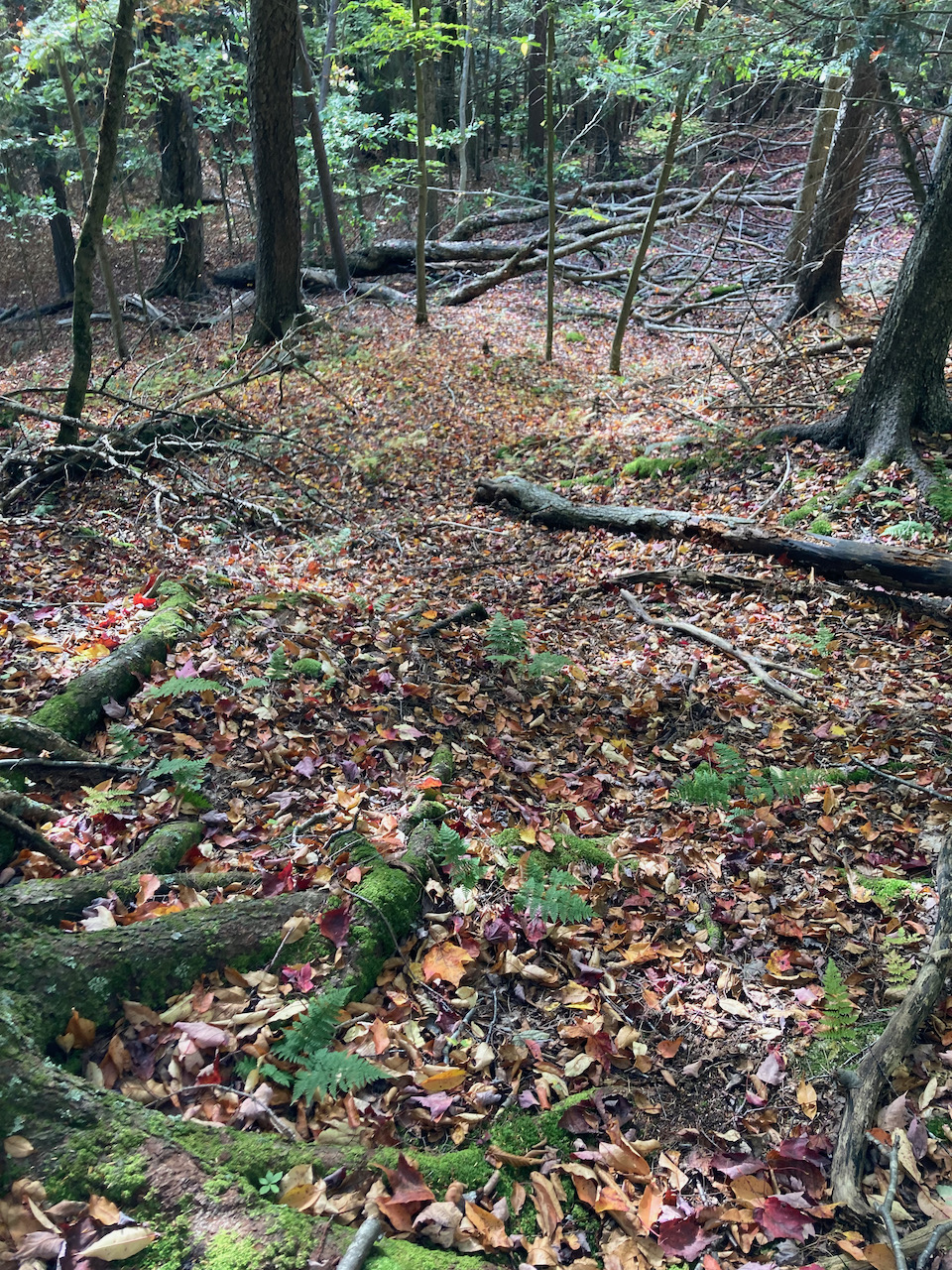 View of downhill path of trail.