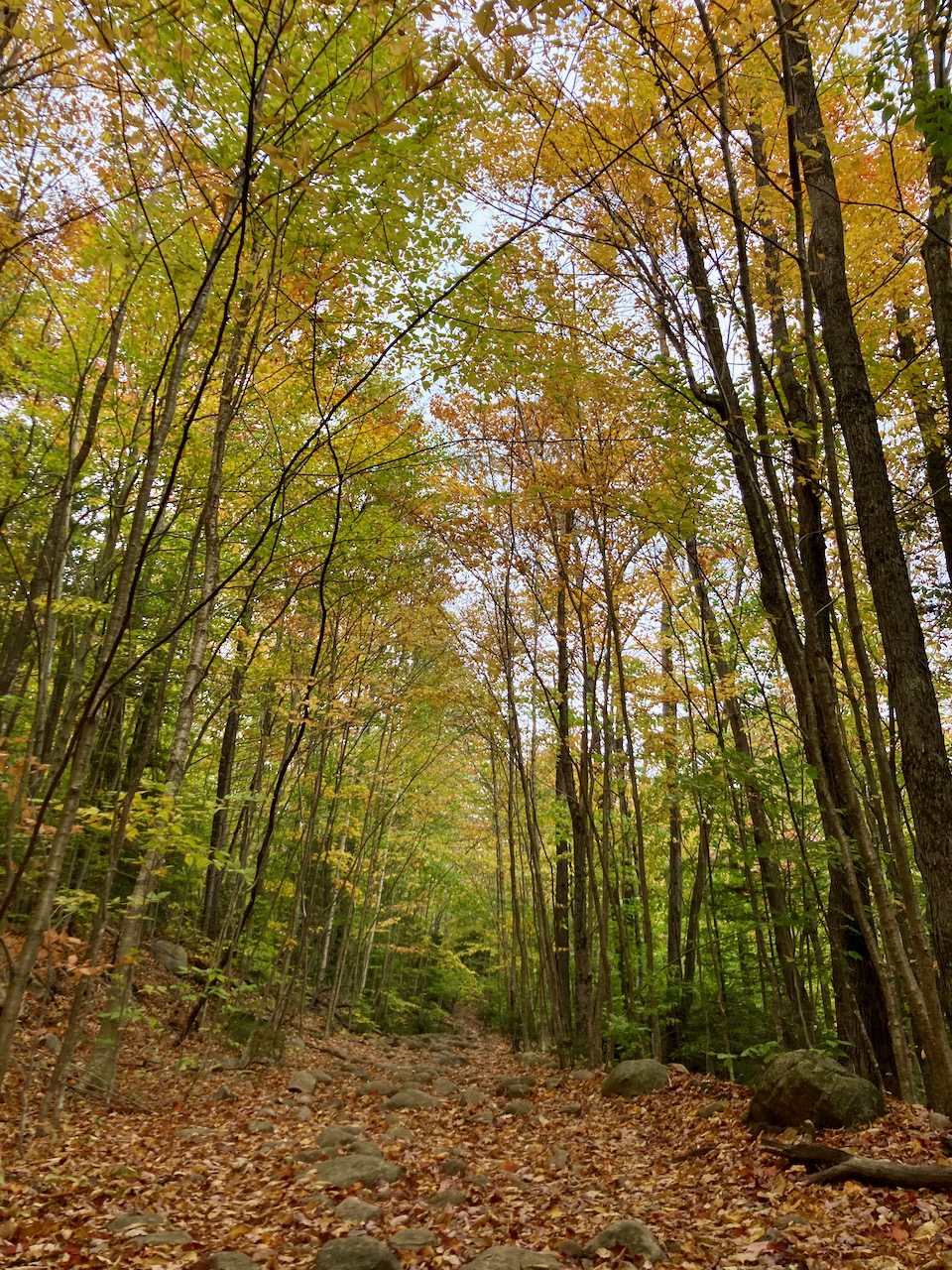 Trees with yellow and orange leaves above forest trail.