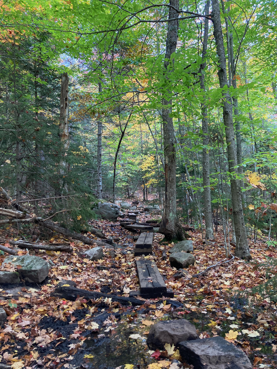 Boards forming pathway over wet ground.