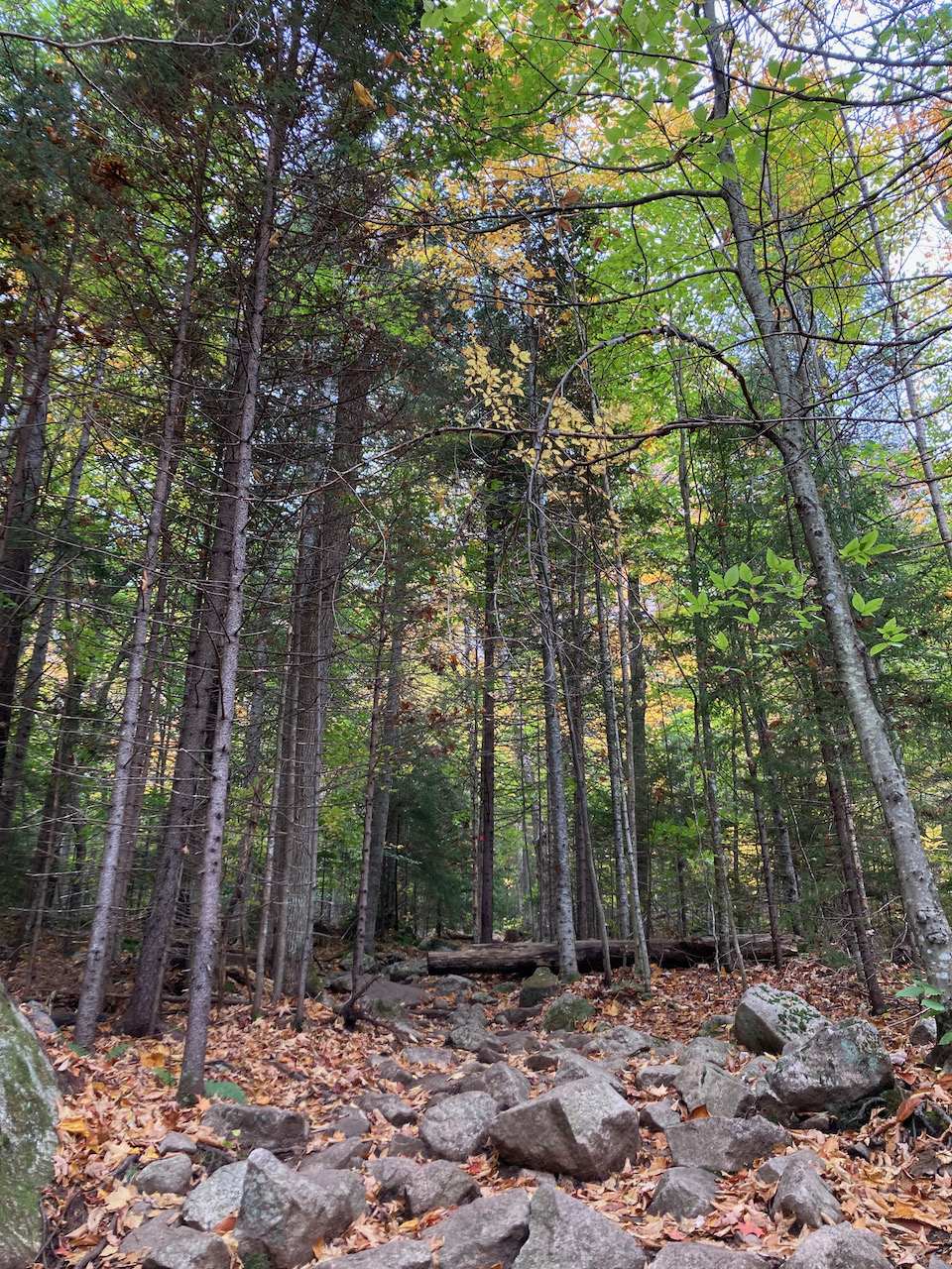 View of rocky path, with trees above.