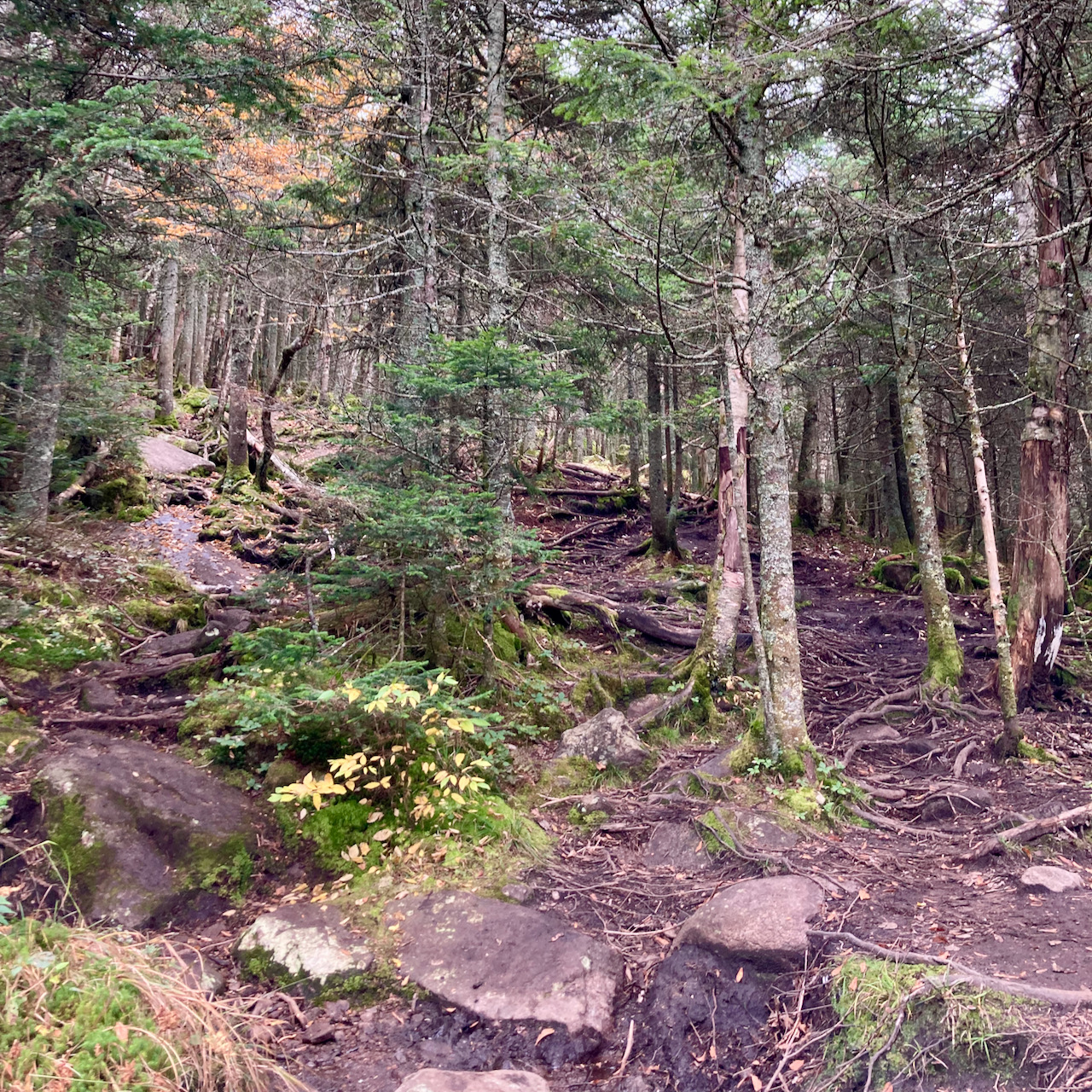 Path with rocks and roots along hillside.