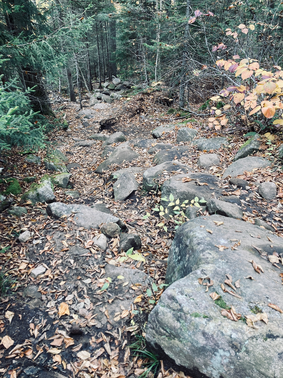 Rocky and tree-lined trail, heading down the hill. 
