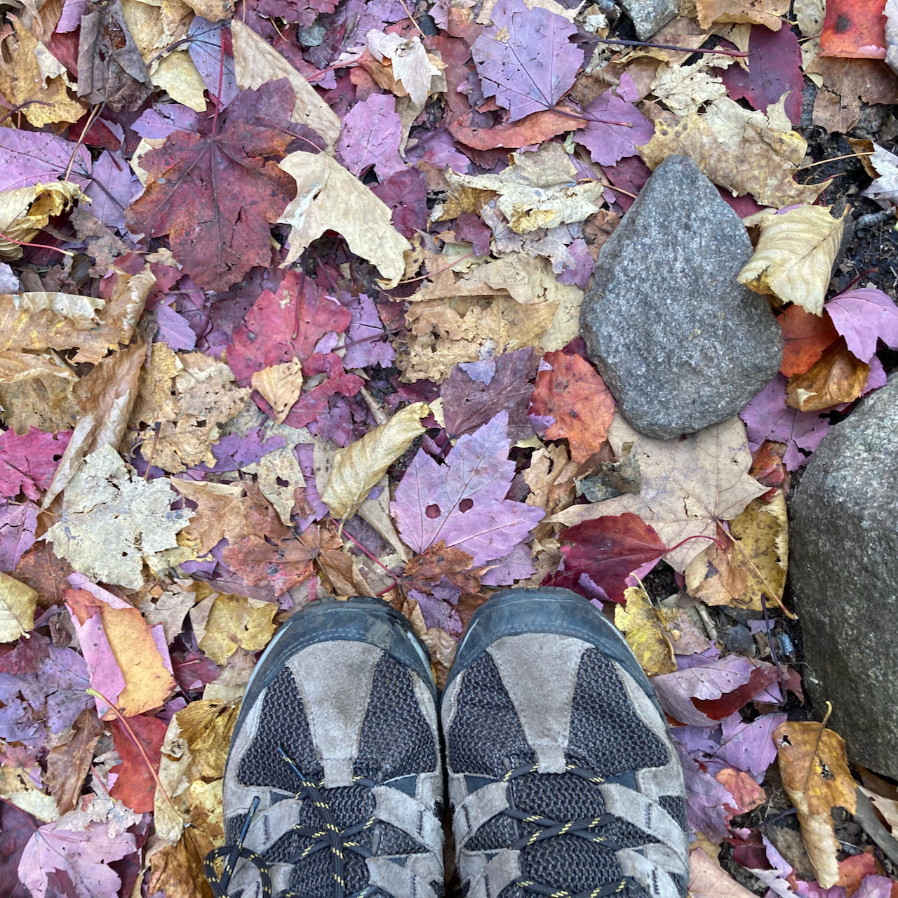 Two hiking shoes on leaf-lined trail. 