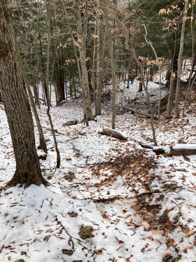 View downhill, with snow-covered forest floor, and trees lining path. 