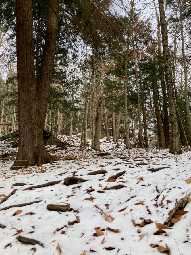 Snow-covered hillside of mountain, with trees in background.