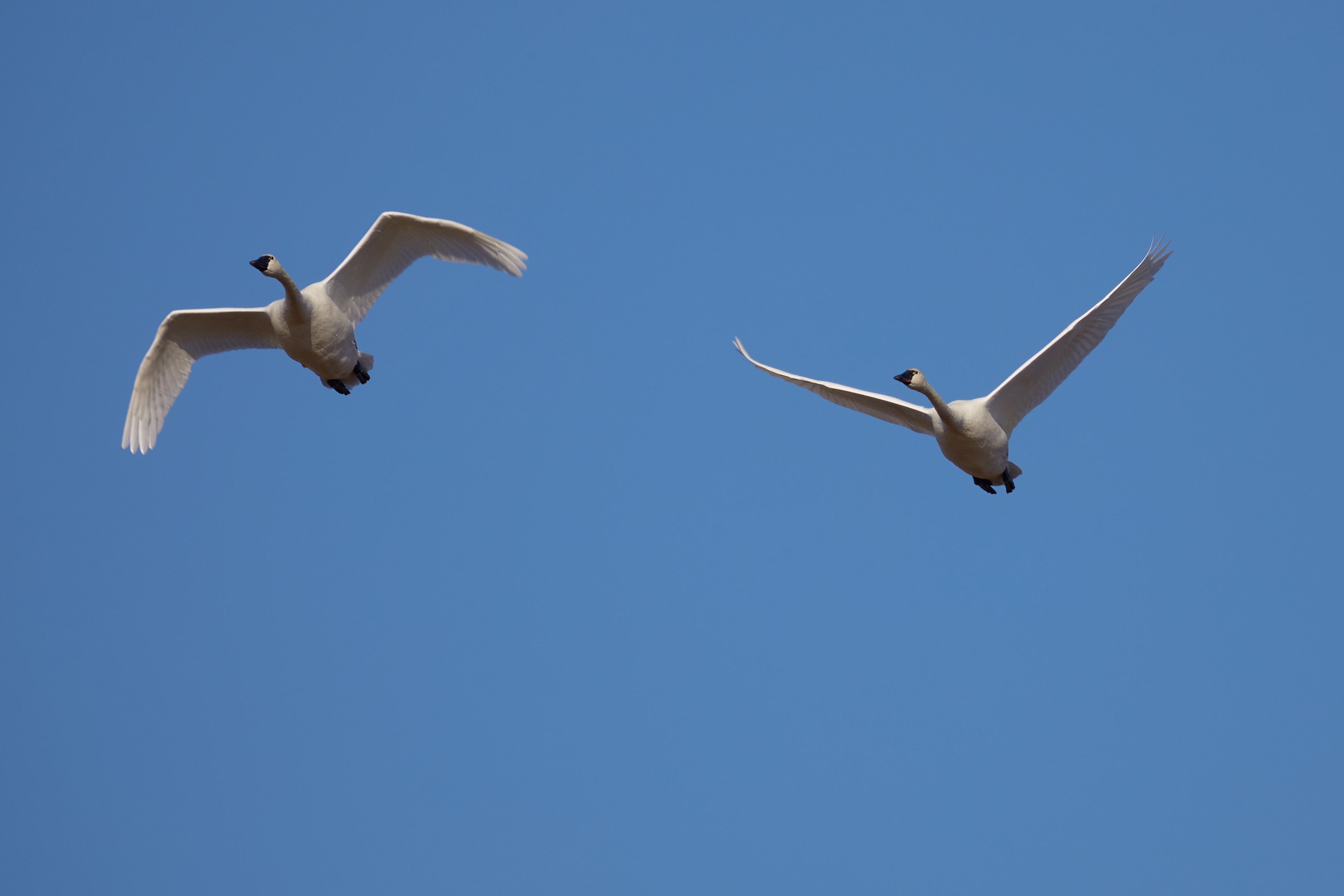 Two swans in flight.