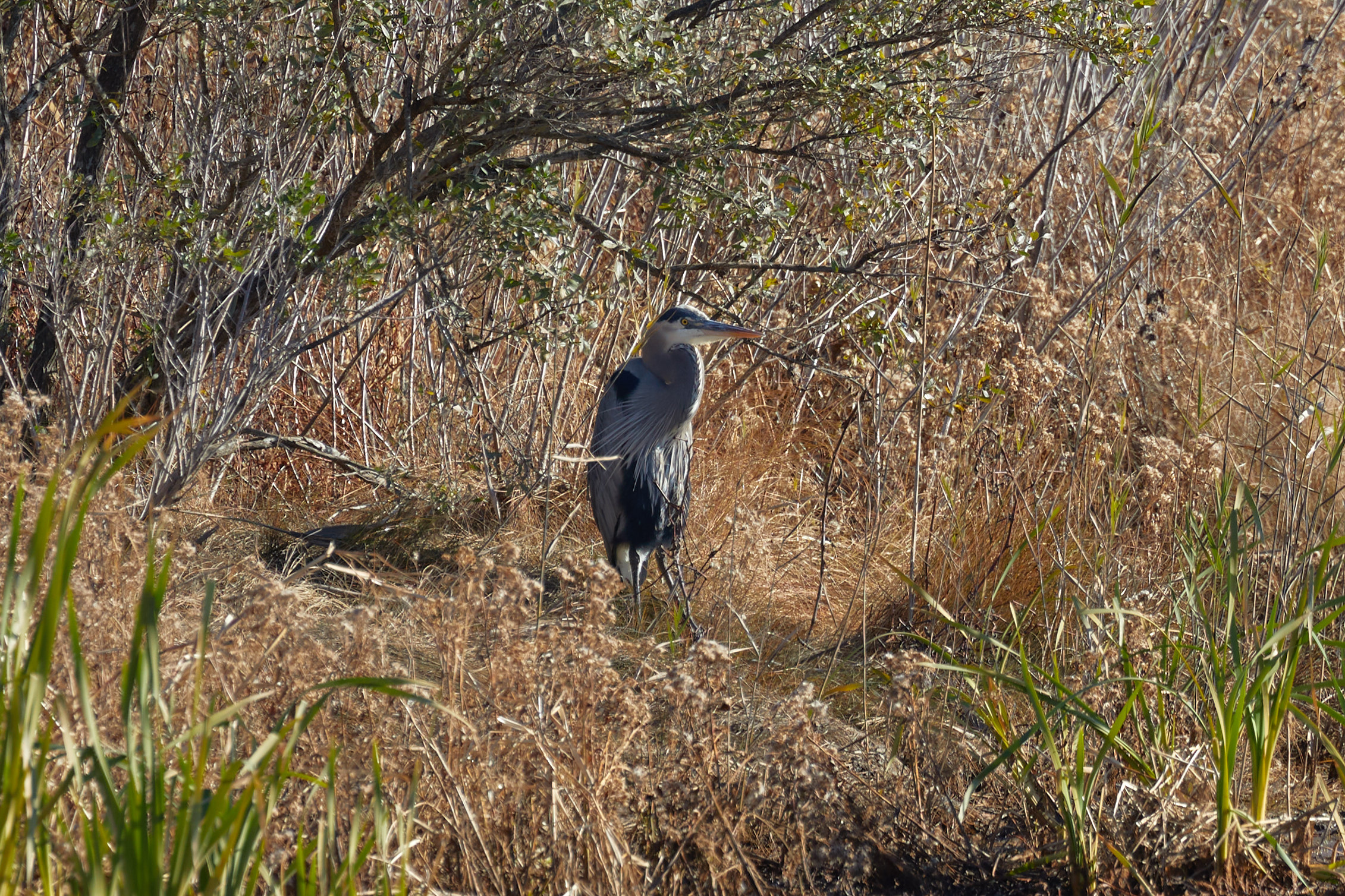 Great blue heron in marshland.