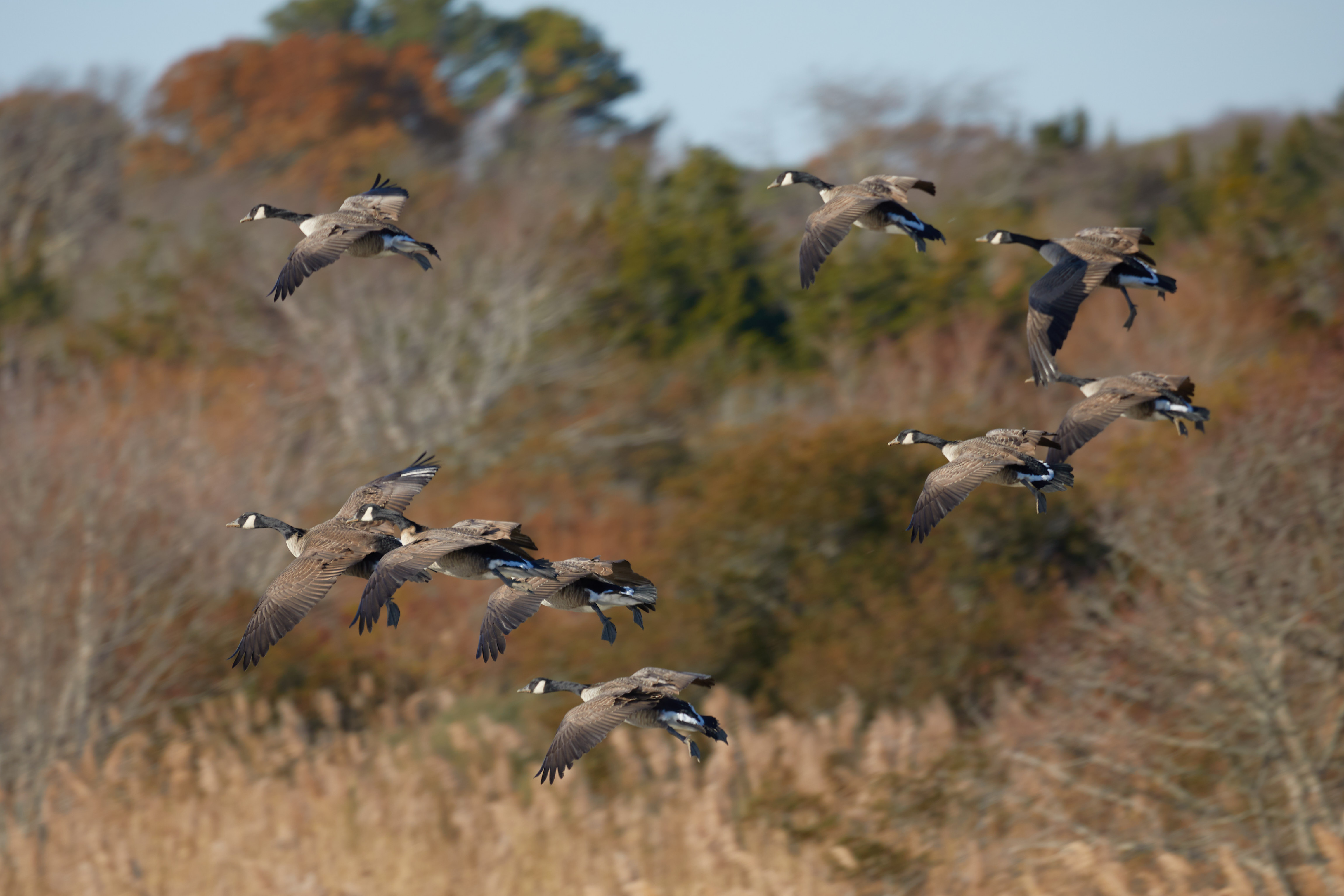 Flock of geese landing in formation.