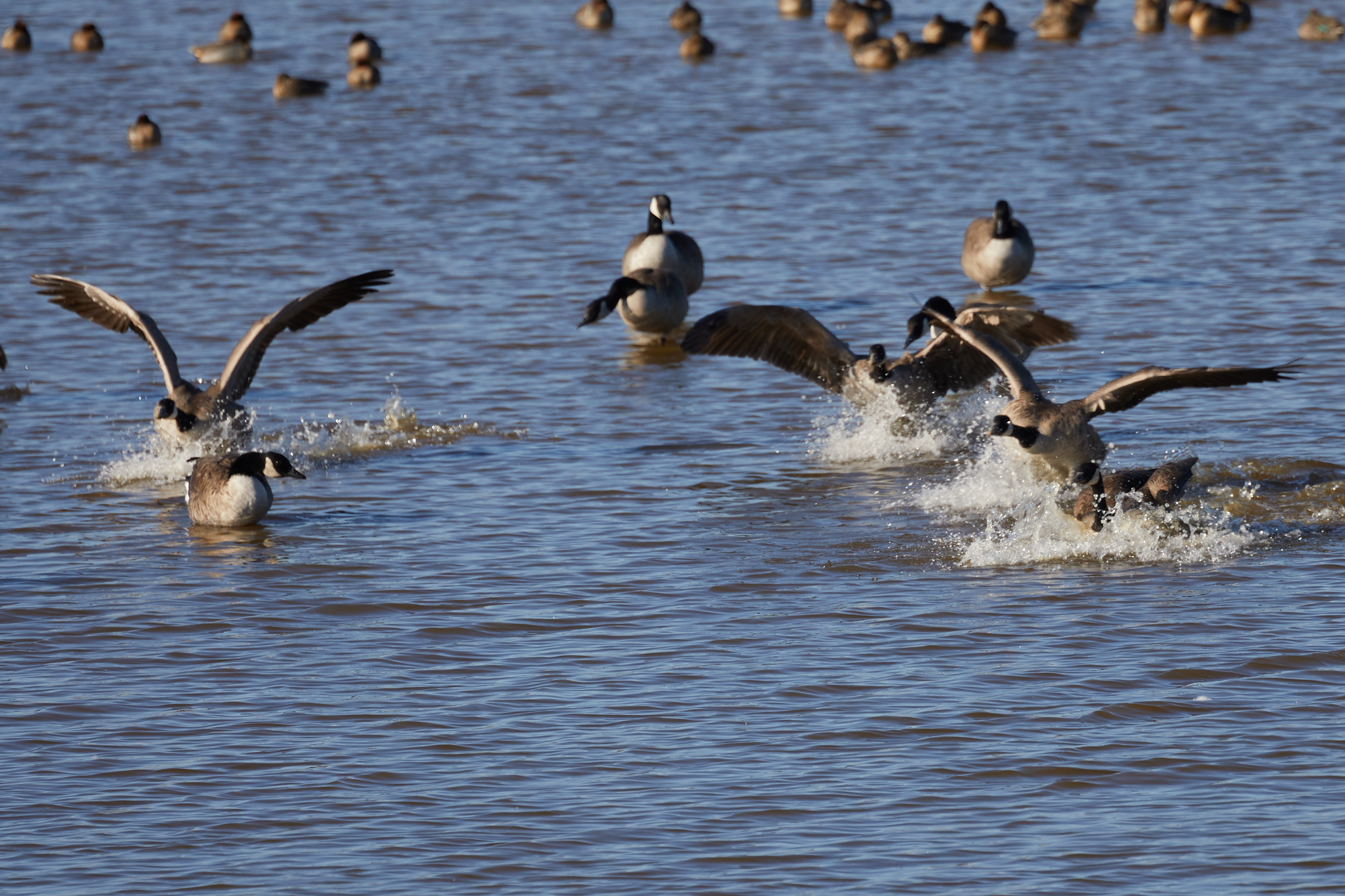 Geese landing in water.