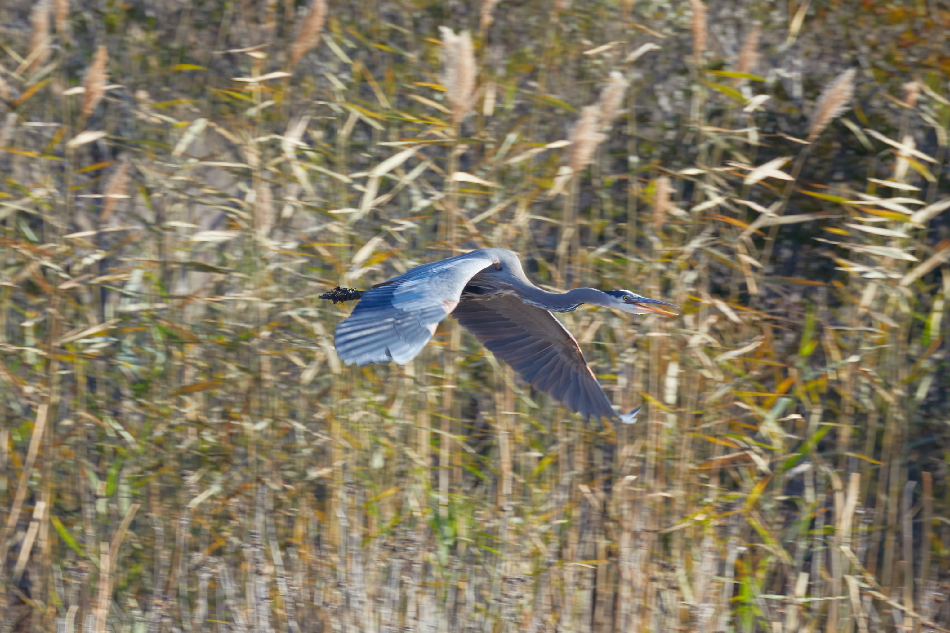 Great blue heron in flight.