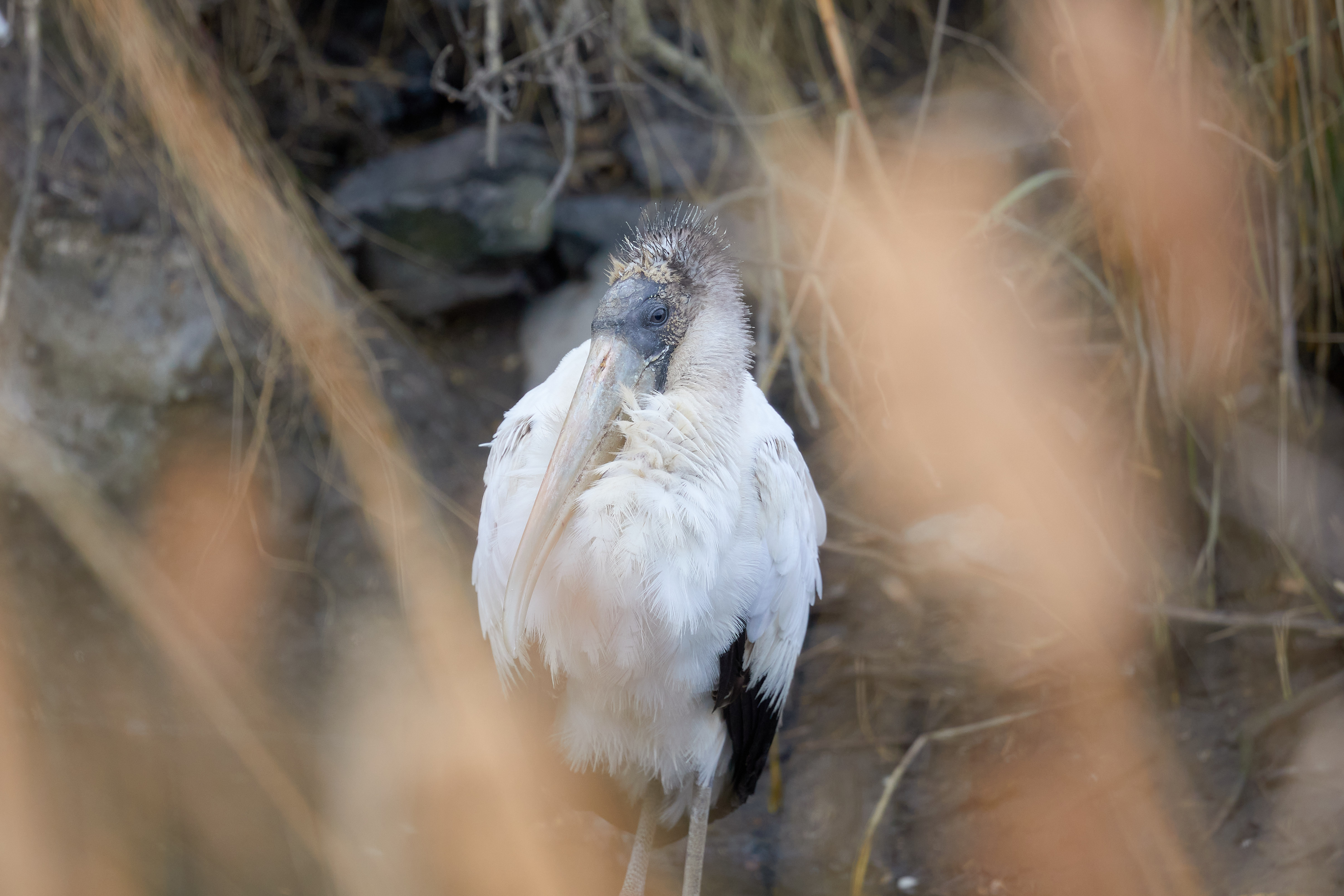 Wood stork in small pool.
