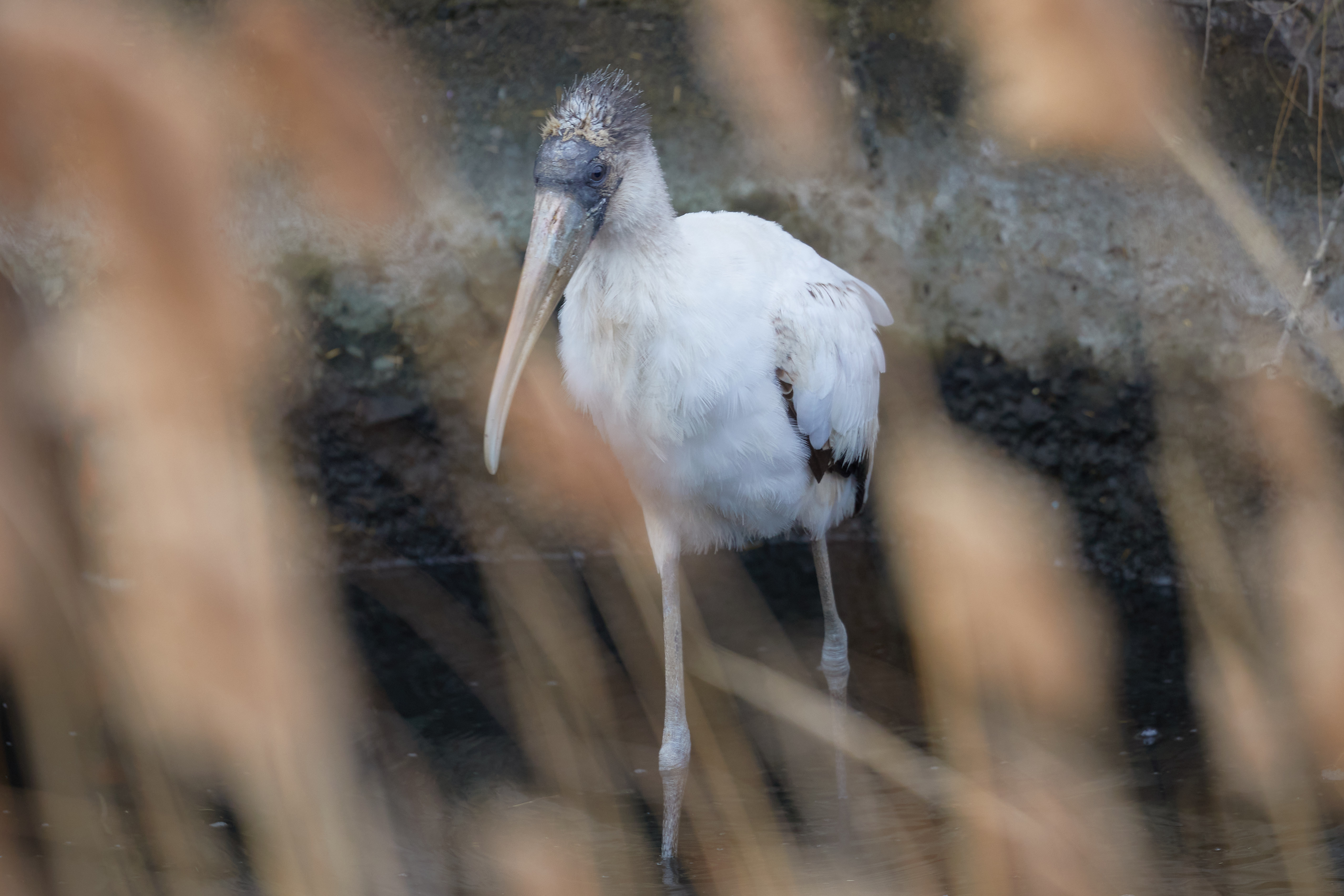 Wood stork wading in pool.