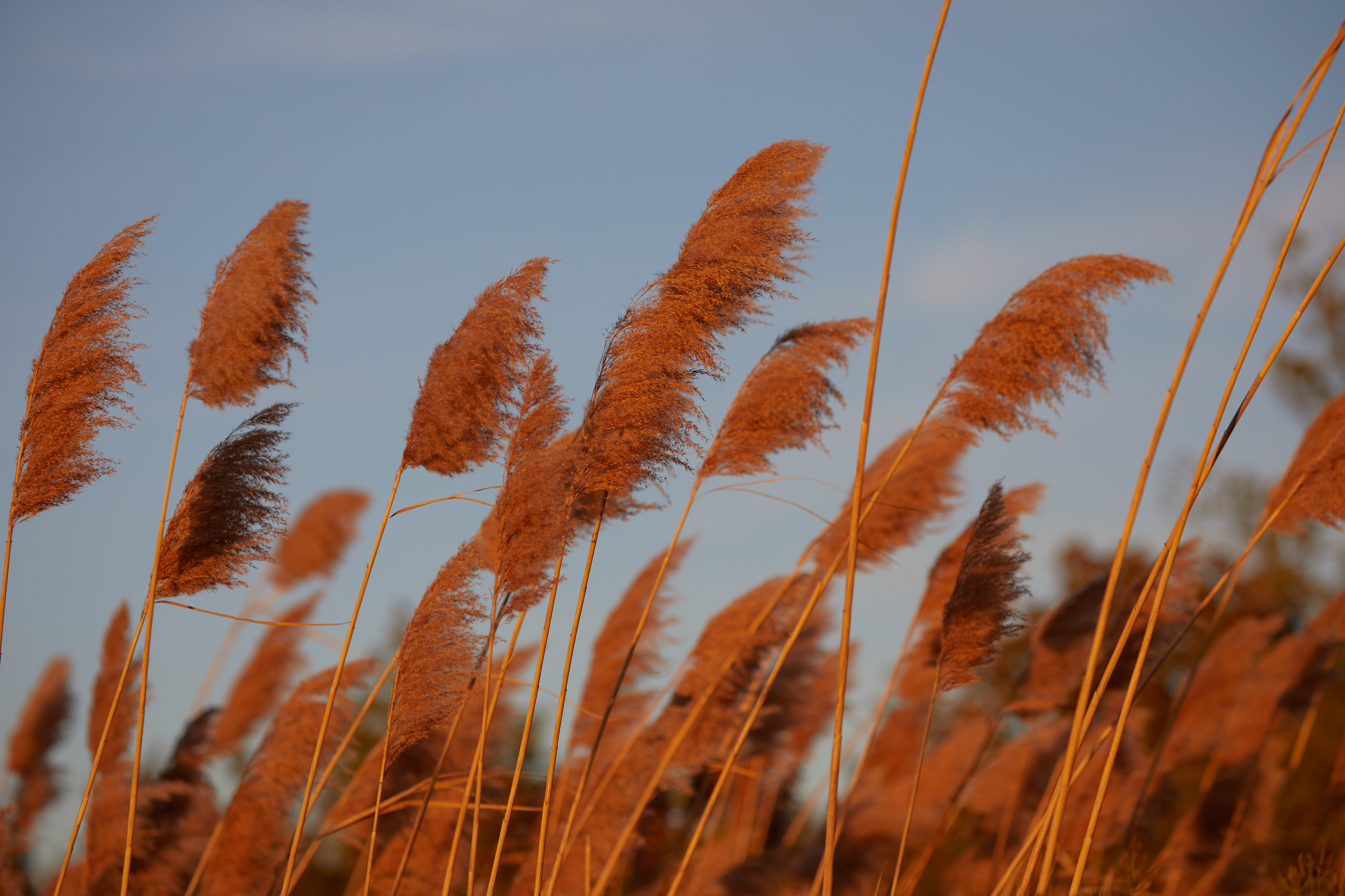 Reed grass swaying in breeze.