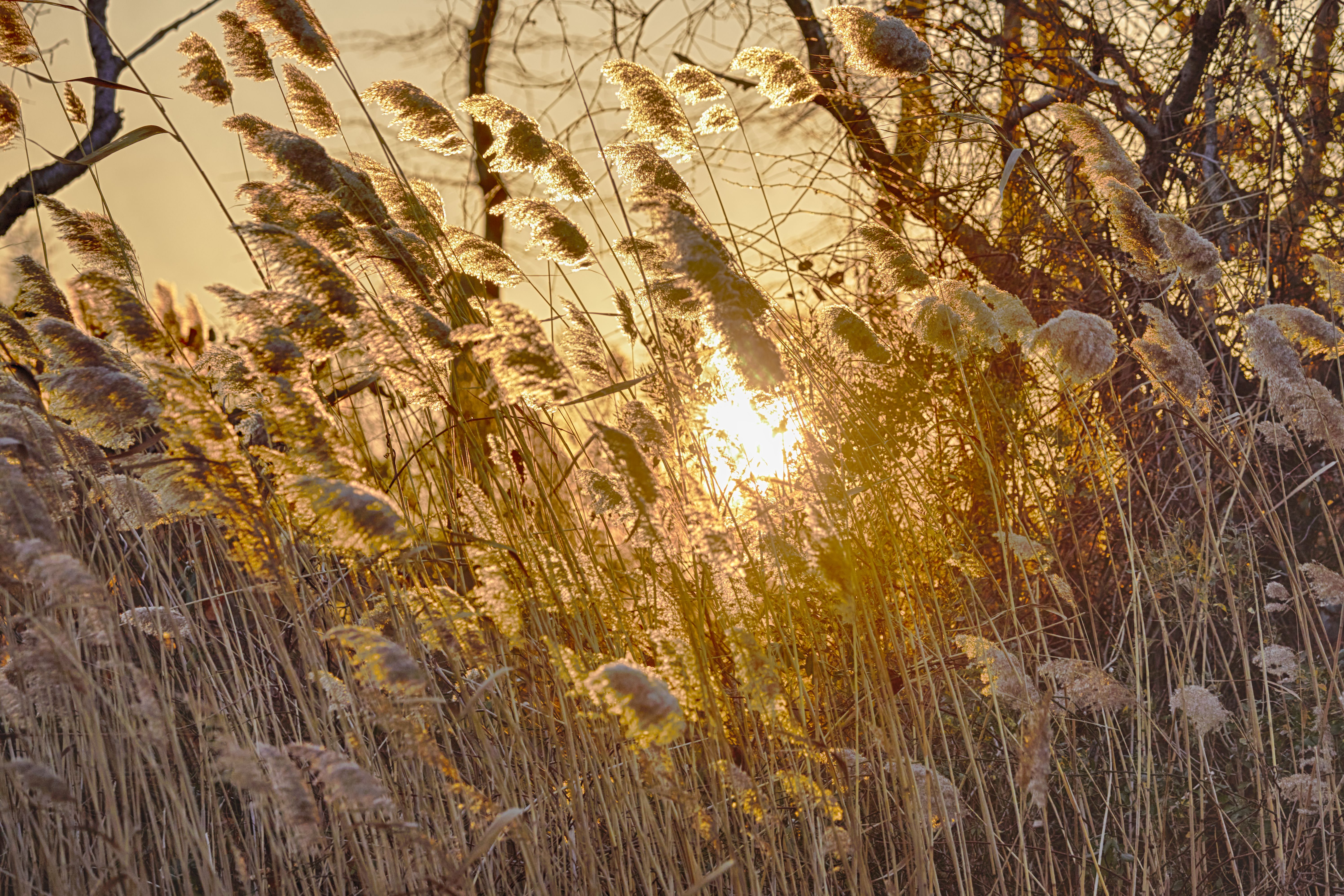 Reed grass with sun setting in background.