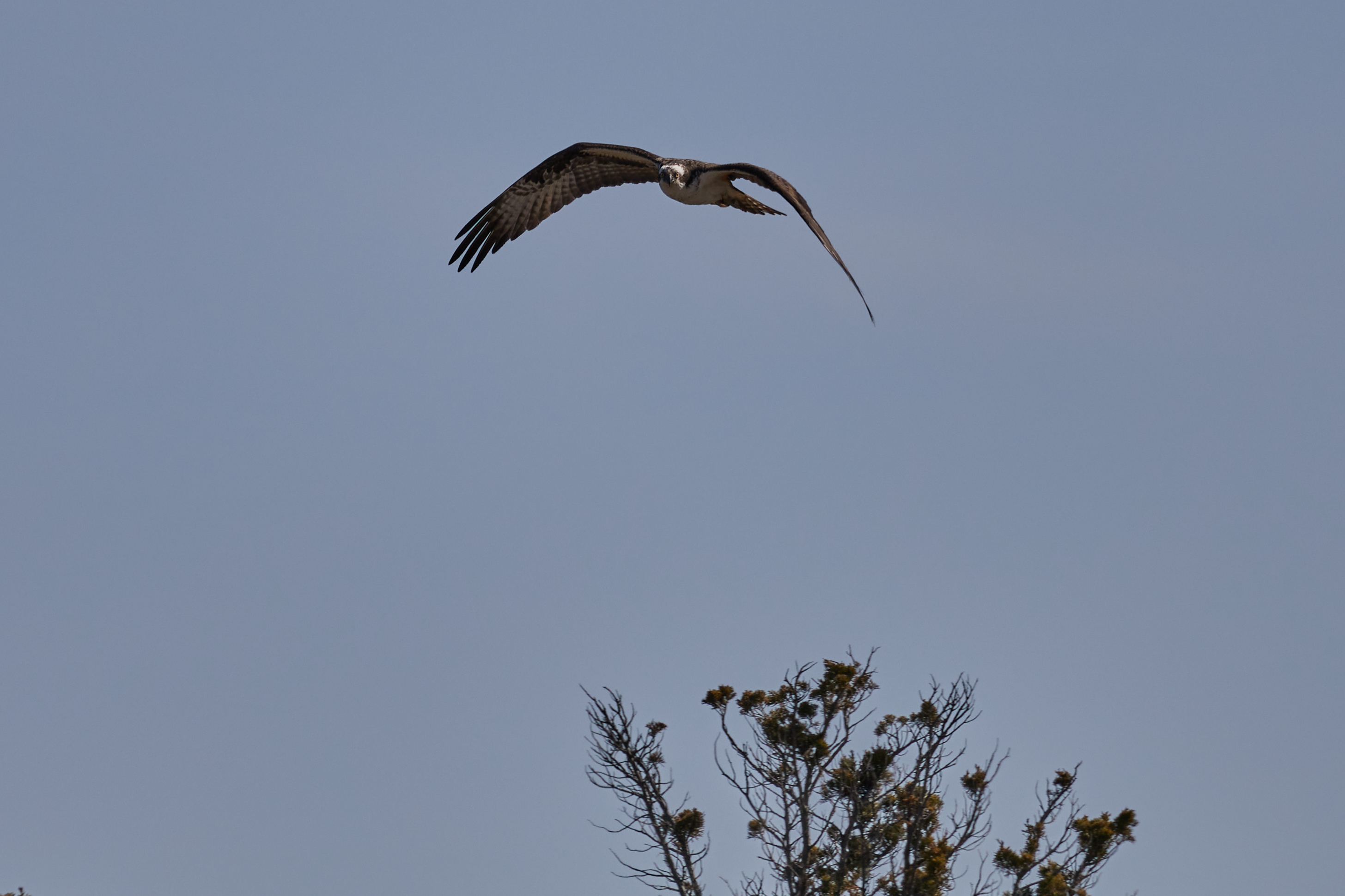 Osprey in flight