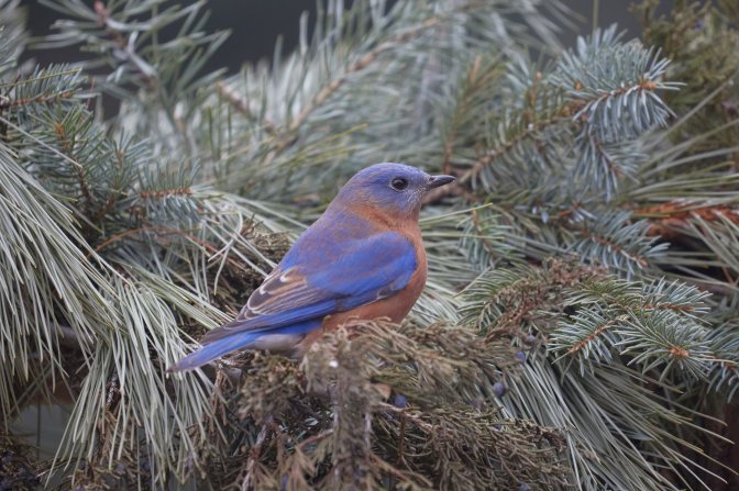 Bluebird resting in pine needle branches.