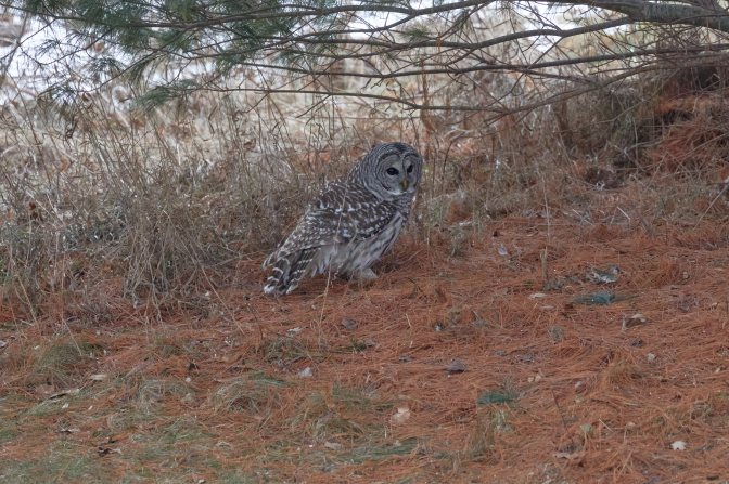 Barred owl on ground.
