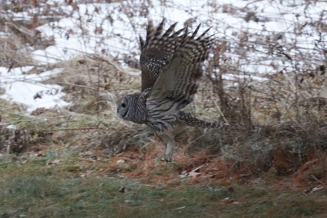 Barred owl in flight.