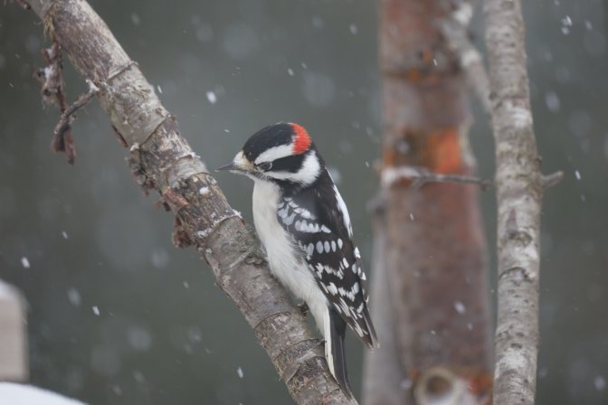 American Woodpecker on tree limb.