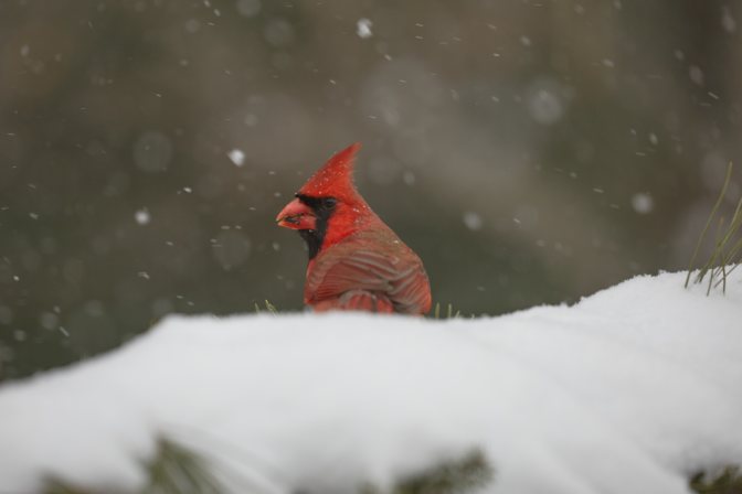 Northern cardinal on snowy branch.