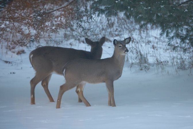 Two deer in cleaning of woods. Ground is covered in snow.