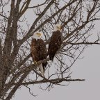 The Midwest Grand Tour.