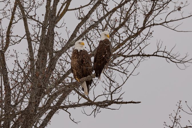 Two bald eagles, perched in tree.
