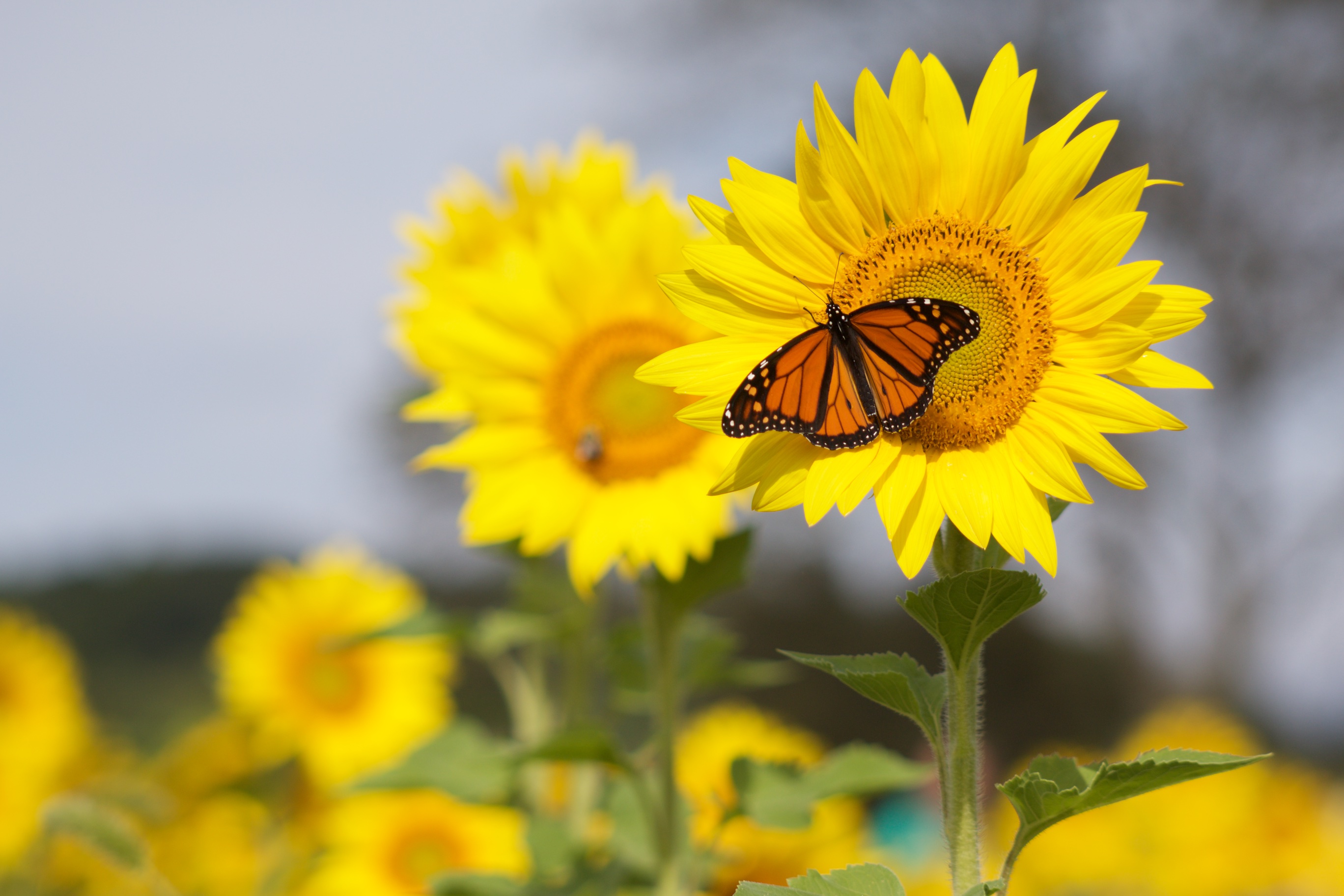 Butterfly on sunflower, with numerous sunflowers in background.