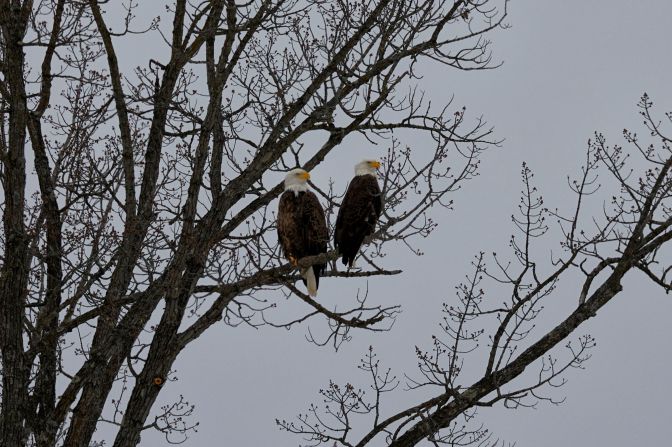 Two eagles, perched in tree.