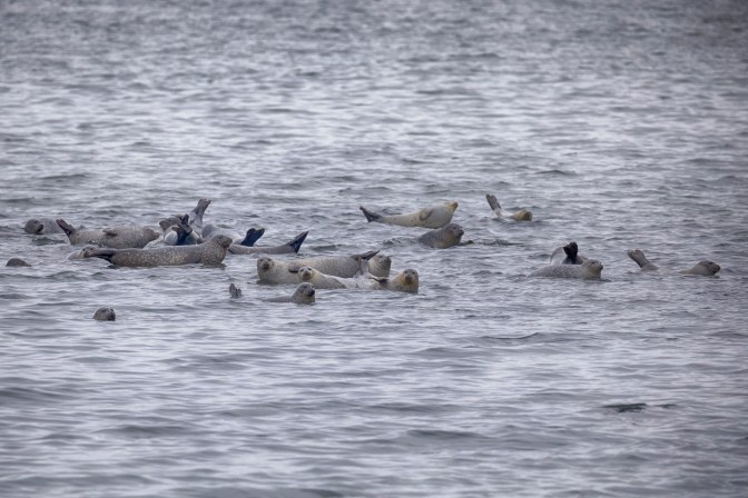 Seals emerging from water, on rocks that are just submerged.