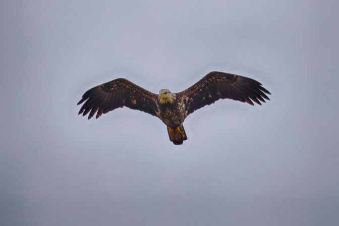 Immature bald eagle in flight.