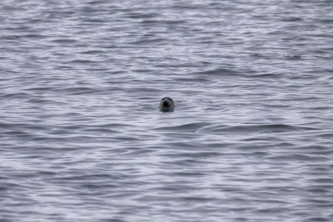 Seal head sticking out of water.