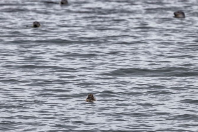 Seal nose bobbing out of water, with other seal heads in background.