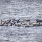 The Seals of Sandy Hook.