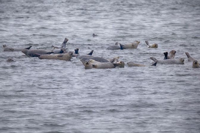 Seals on rocks that are just submerged below surface.
