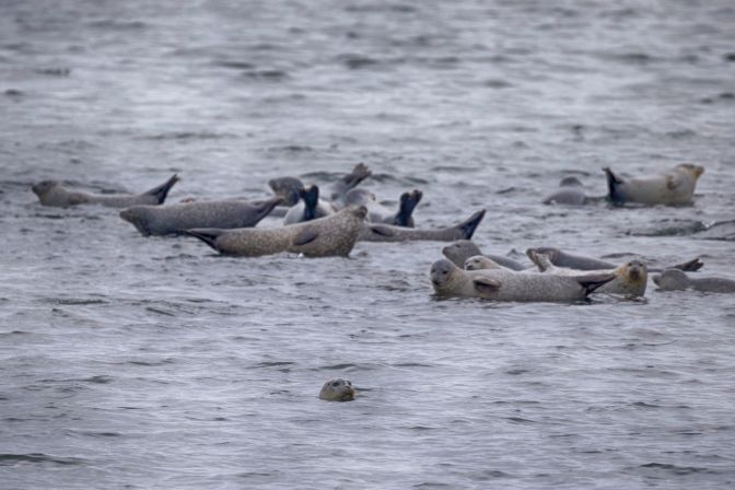 Seal swimming in foreground, while seals in background rest on rocks.