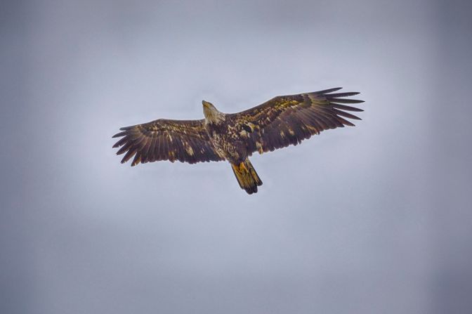 Immature bald eagle in flight.