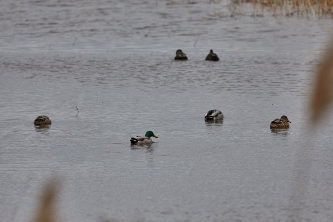 Ducks and geese on pond.