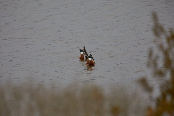 Two ducks bobbing for food.