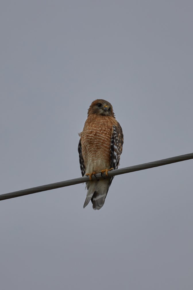 Red-shouldered hawk on power line.