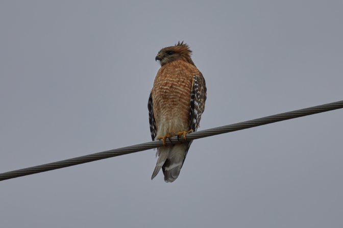 Red-shouldered hawk on power line.