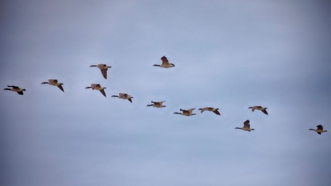 Flock of geese in flight.