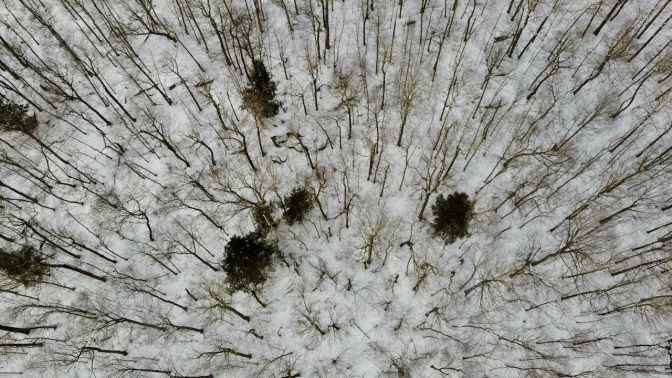View looking downward at forest.