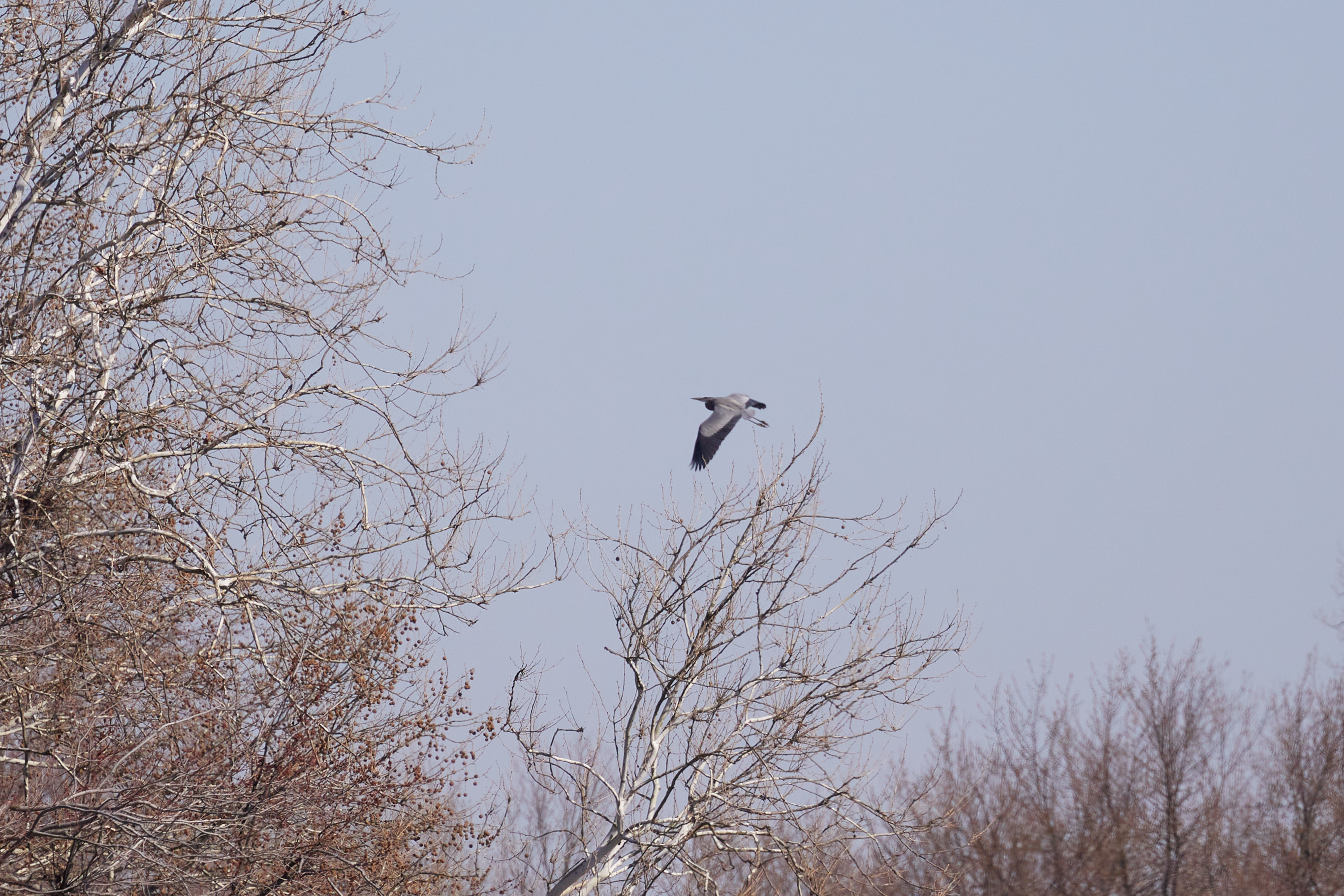 Great blue heron in flight.