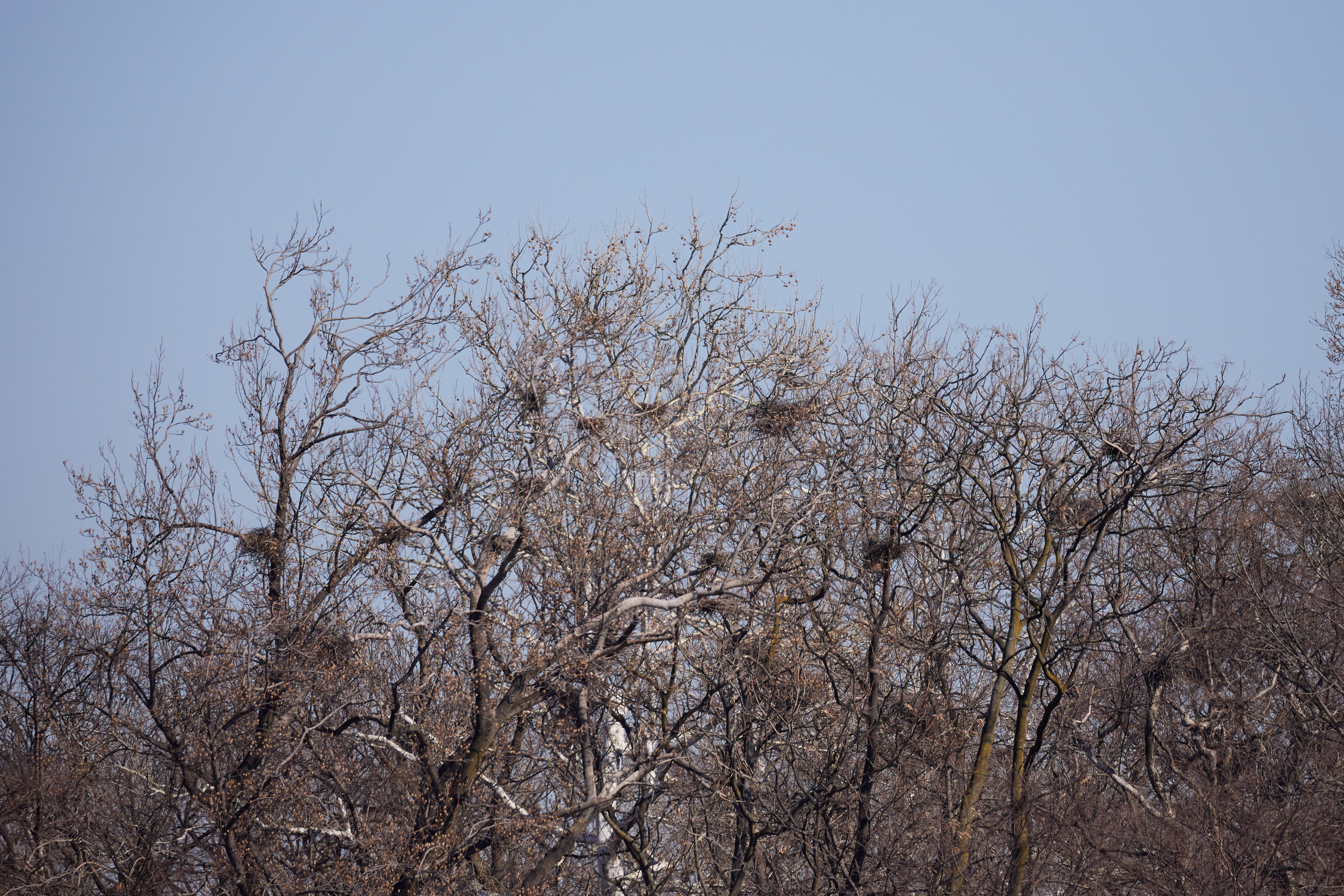 Tree with egret nests in branches.